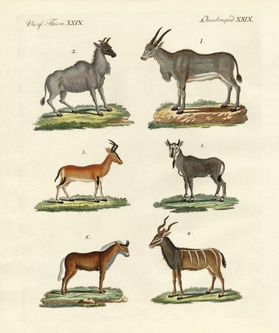 Antílopes y gacelas de German School