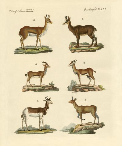 Antílopes y gacelas de German School