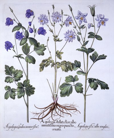 Aquilegia, de Hortus Eystettensis, por Basil Besler, pub. 1613 de German School