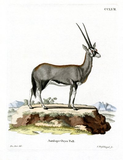 Órix árabe de German School
