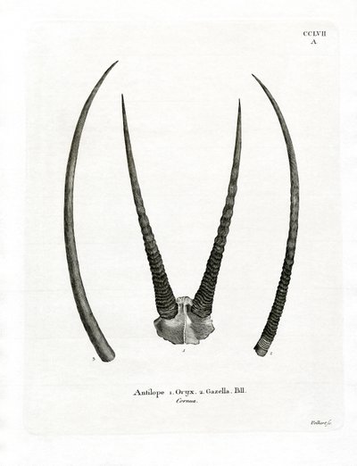 Cuernos de Órix Árabe de German School