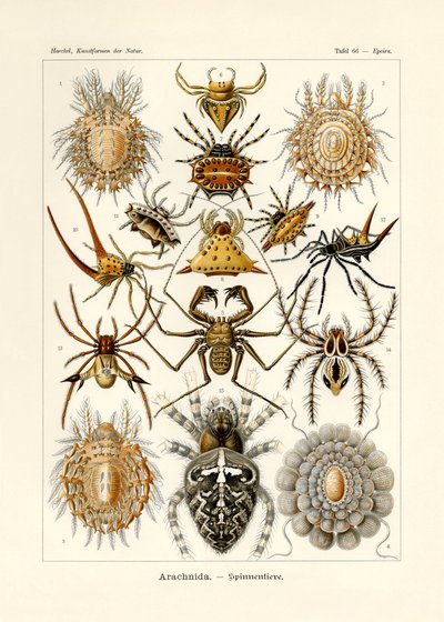 Arachnida de German School