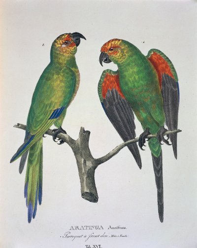 Aratinga Aurifrons (macho y hembra), tabla XVI de 