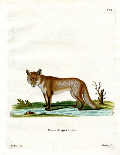 Zorro Ártico de German School