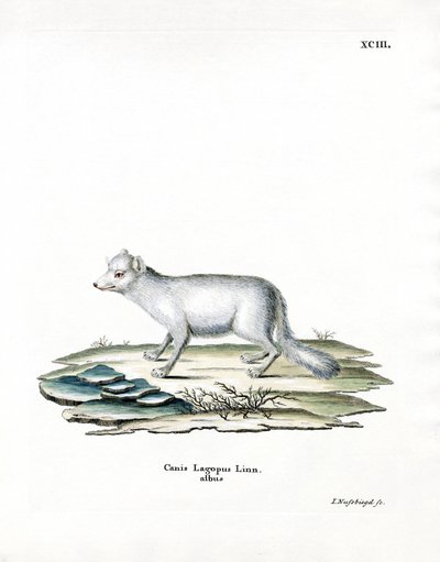 Zorro ártico de German School