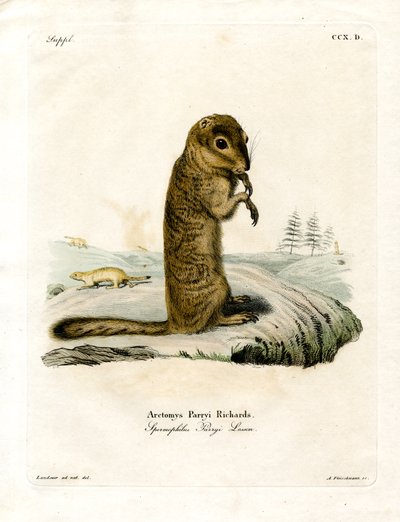 Ardilla Terrestre Ártica de German School