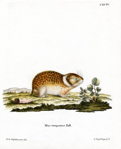 Lemming Ártico de German School