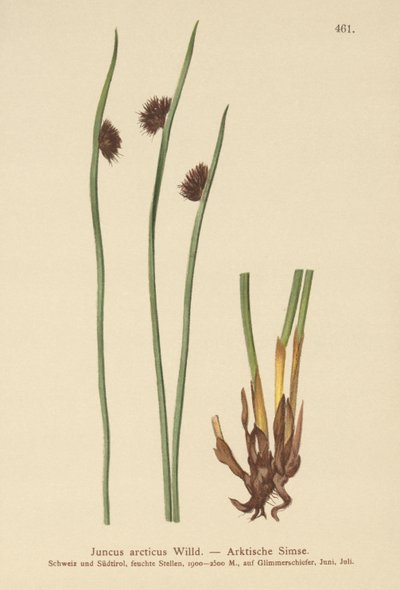Juncia Ártica (Juncus arcticus) de German School