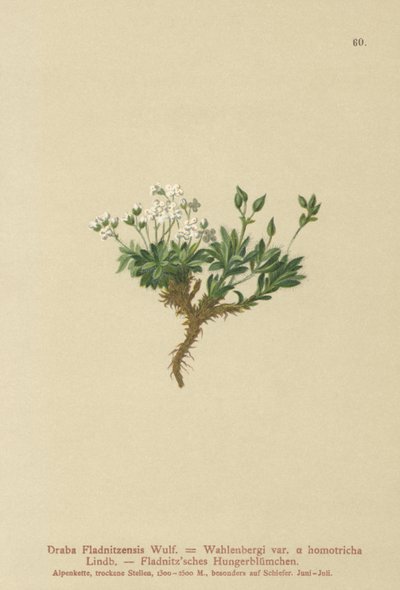 Draba ártica (Draba fladnitzensis, Draba altaica, Draba wahlenbergi) de German School