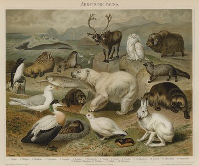 Fauna ártica de German School