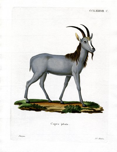 Argali de German School