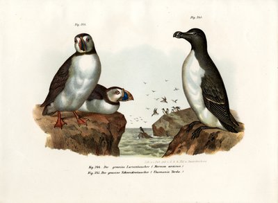 Frailecillo ártico, 1864 de German School