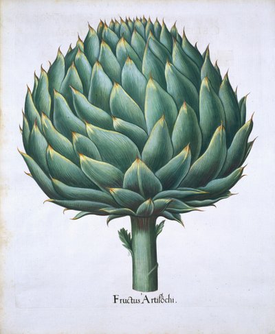 Alcachofa de Hortus Eystettensis por Basil Besler (1561-1629) publicado en 1613 de German School