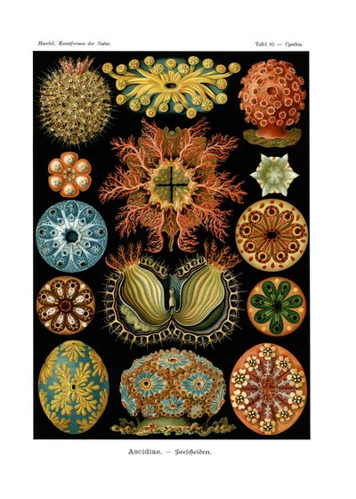 Ascidiae de German School