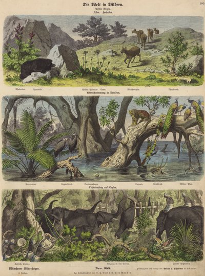 Asia: animales y plantas de montaña; inundaciones en el este de India; captura de elefantes en Ceilán de German School