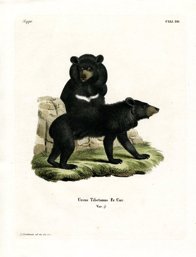 Oso Negro Asiático de German School