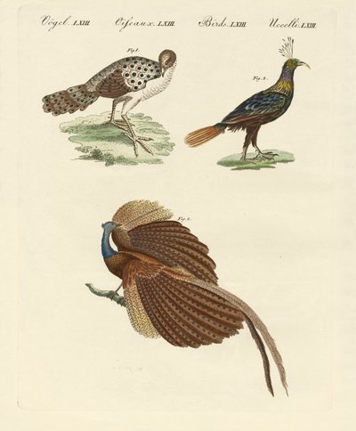 Aves asiáticas de German School