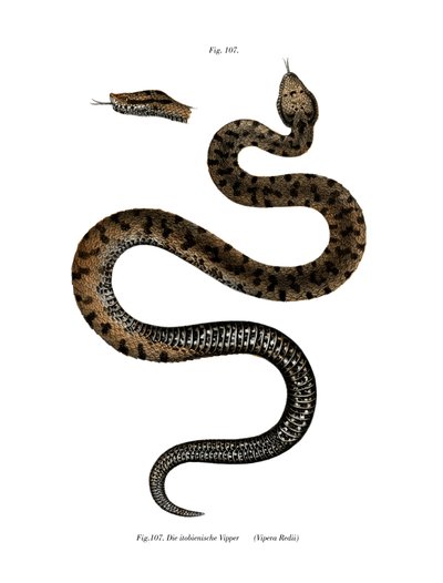 Víbora áspid (litografía en color) de German School