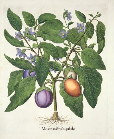 Berenjena: Melanzana fructu pallido, de Hortus Eystettensis por Basil Besler, pub. 1613 de German School
