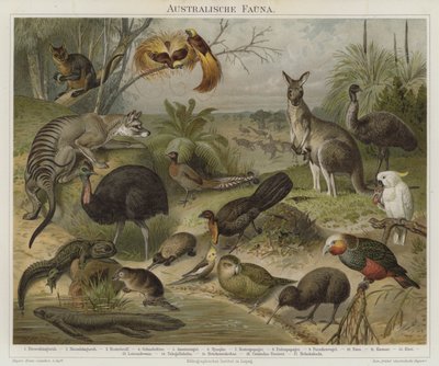 Fauna australiana de German School