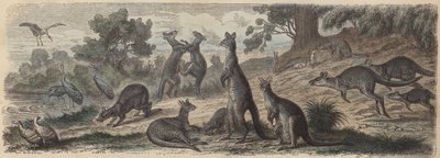 Fauna australiana (grabado coloreado) de German School