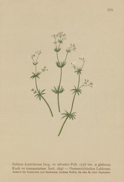 Hierba de cama austriaca (Galium Austriacum, Galium silvestre (var. glabrum), Galium commutatum) de German School