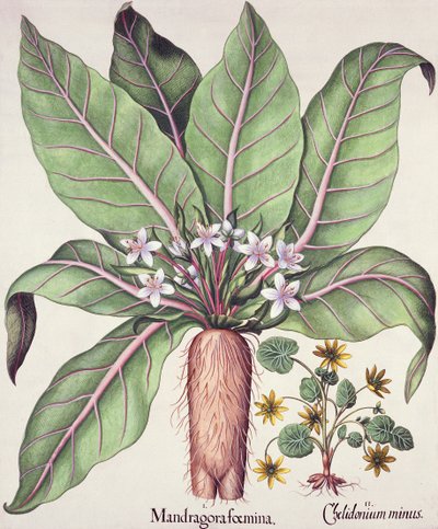 Mandrágora de otoño, de Hortus Eystettensis por Basil Besler, pub. 1613 de German School