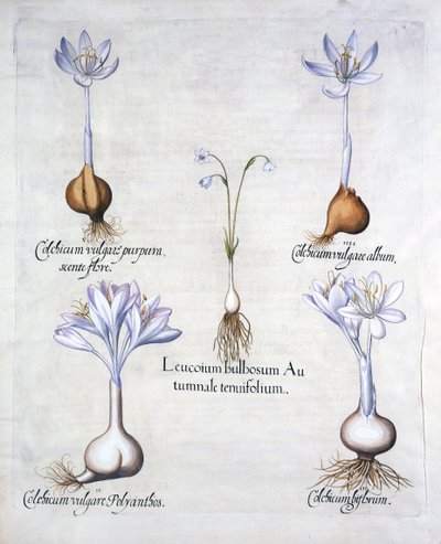Campanilla de otoño y azafranes de pradera, de Hortus Eystettensis, por Basil Besler, pub. 1613 de German School