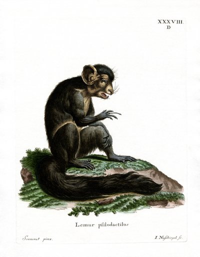 Aye-Aye de German School