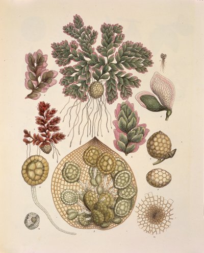 Azolla (helechos acuáticos), tabla LXXIV de 