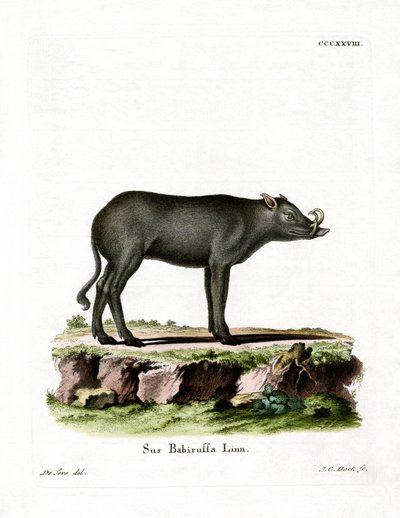 Babirusa de German School