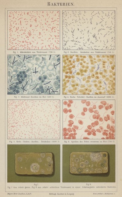 Bacterias de German School
