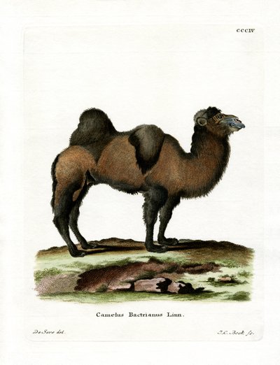 Camello Bactriano de German School