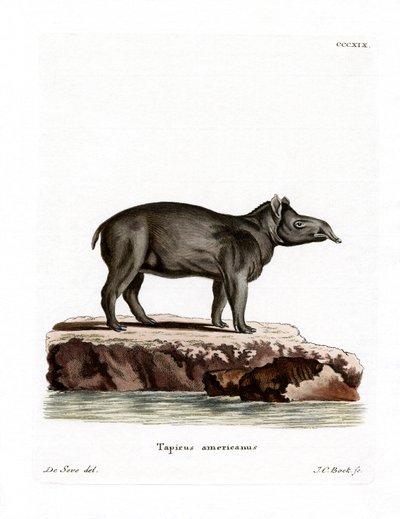 Tapir de Baird de German School