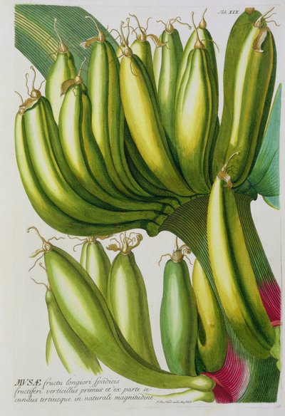 Banana, grabado por Johann Jakob Haid, placa 19 de un libro botánico, pub. por Augustus Vind de German School