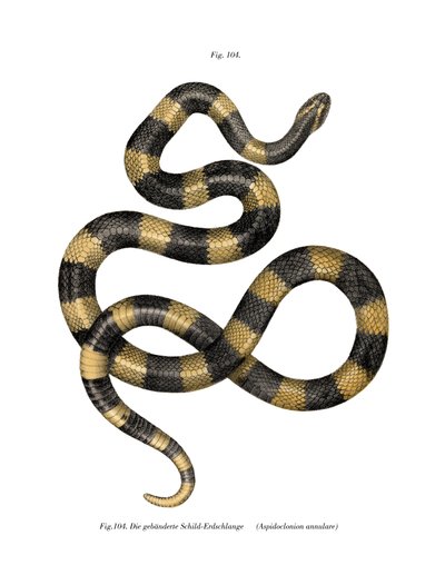 Krait de bandas de German School