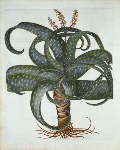 Aloe de Barbados, de Hortus Eystettensis, por Basil Besler, pub. 1613 de German School