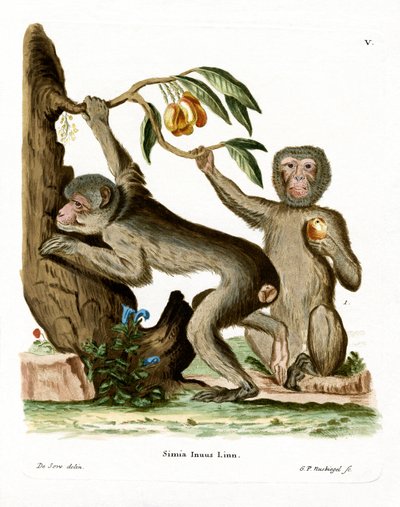 Macaco de Berbería de German School