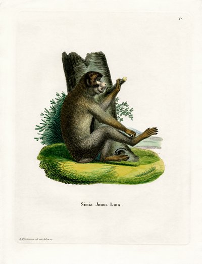 Mono de Berbería de German School