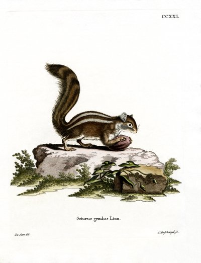 Ardilla terrestre de Berbería de German School