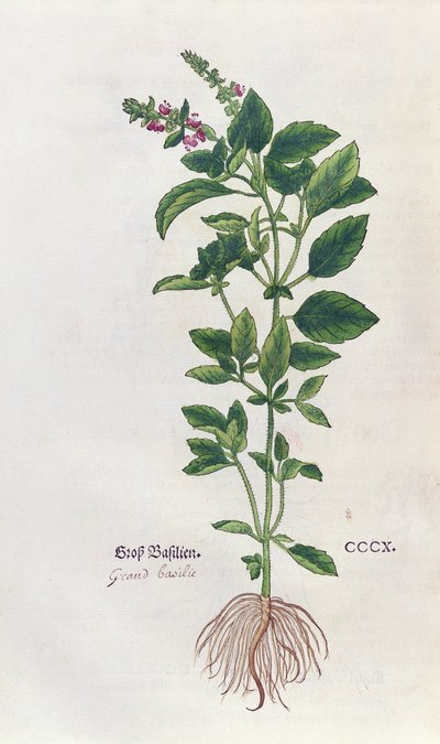 Albahaca, una lámina botánica del Herbario por Leonhart Fuchs, publicado en Basilea, 1543 de German School