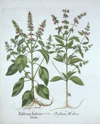 Albahaca, de Hortus Eystettensis, por Basil Besler (1561-1629), pub. 1613 de German School