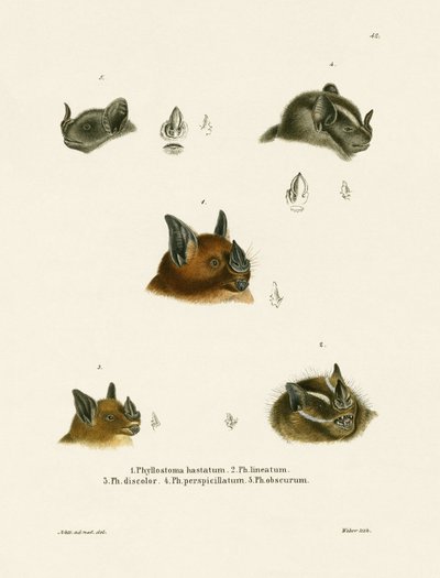 Cabezas de murciélago de German School
