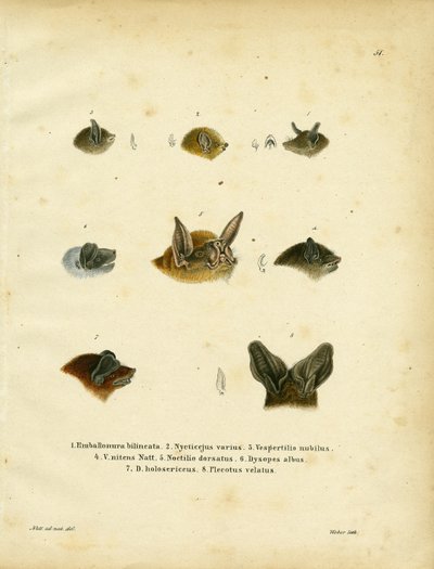 Cabezas de murciélago de German School