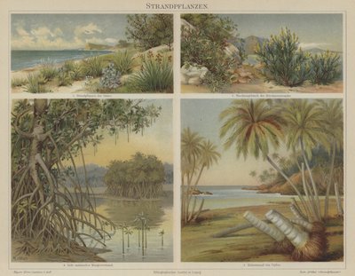 Plantas de playa de German School
