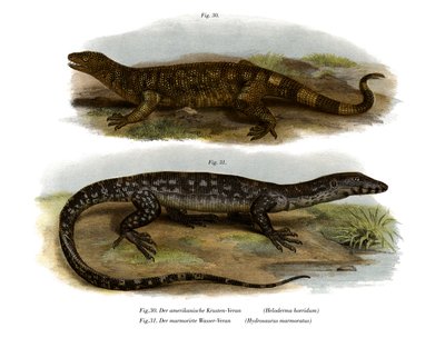 Lagarto de cuentas de German School