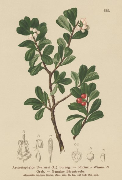 Gayuba (Arctostaphylos Uva ursi, Arctostaphylos officinalis) de German School