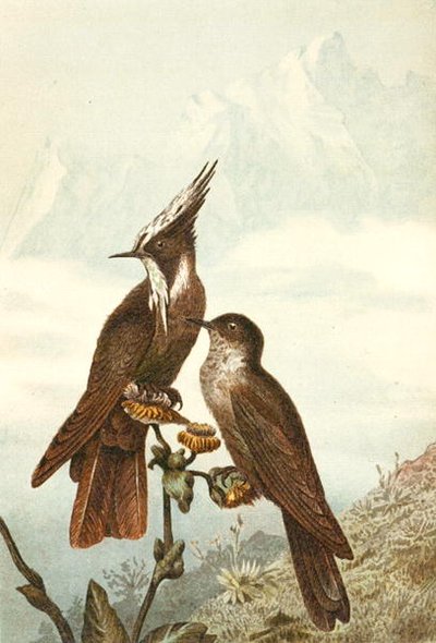 Crestas barbadas, lámina de "Brehms Tierleben: Allgemeine Kunde des Tierreichs", vol 4, p. 675, publicado por Bibliographisches Institut de German School