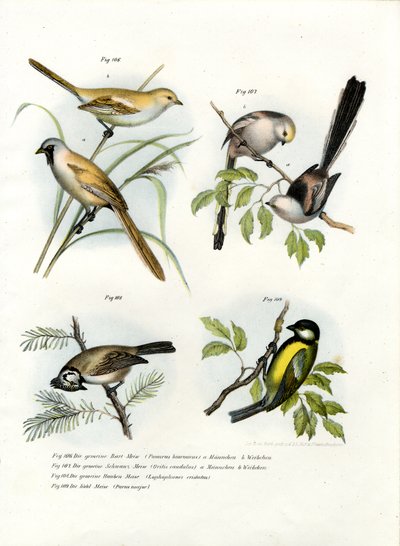 Pájaro Matorral Barbudo, 1864 de German School