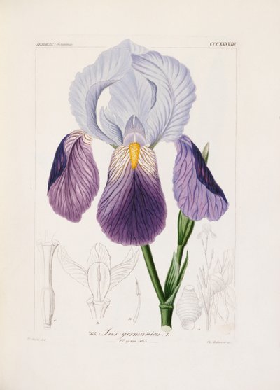 Iris barbudo, grabado por Ch. Schnorr de German School